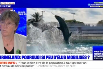 Marineland : se mobiliser pour que cesse enfin la captivité des cétacés